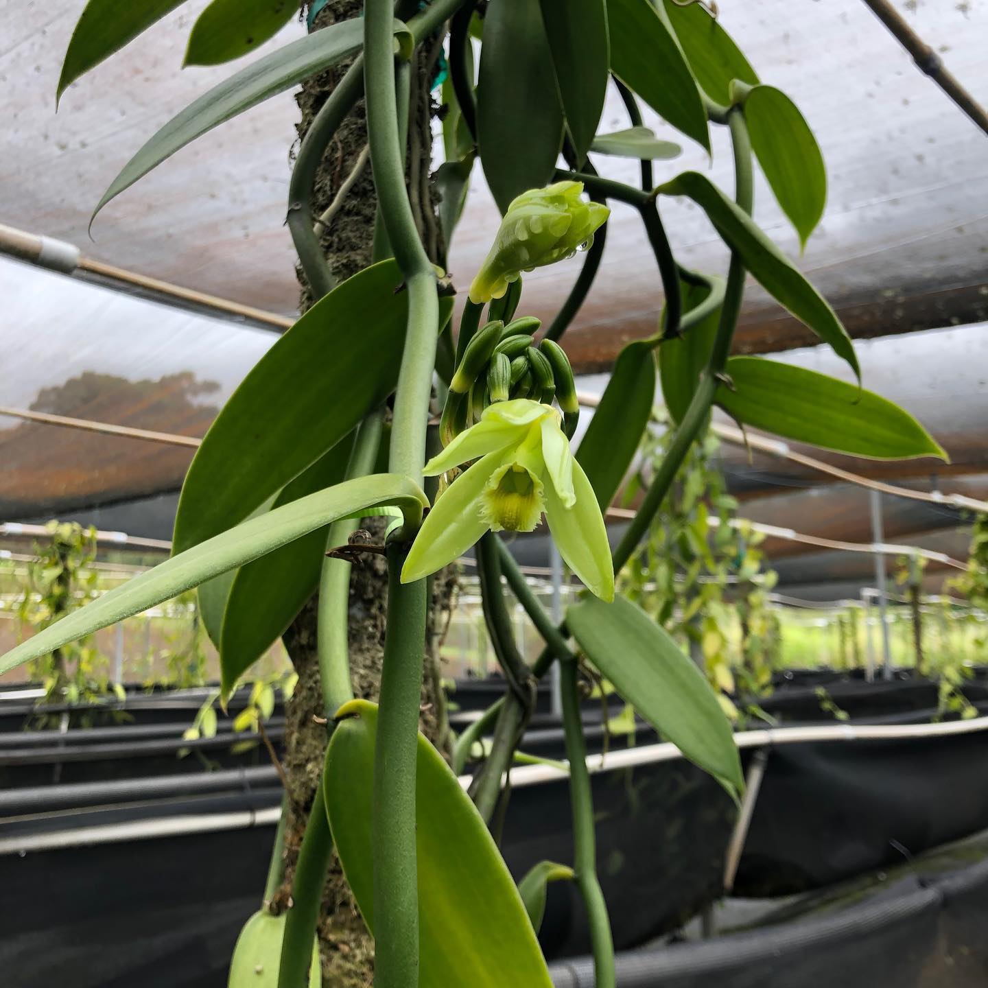 where to buy vanilla seeds for planting Adopt-A-Vanilla Vine: Field Founder 005 Edition MD