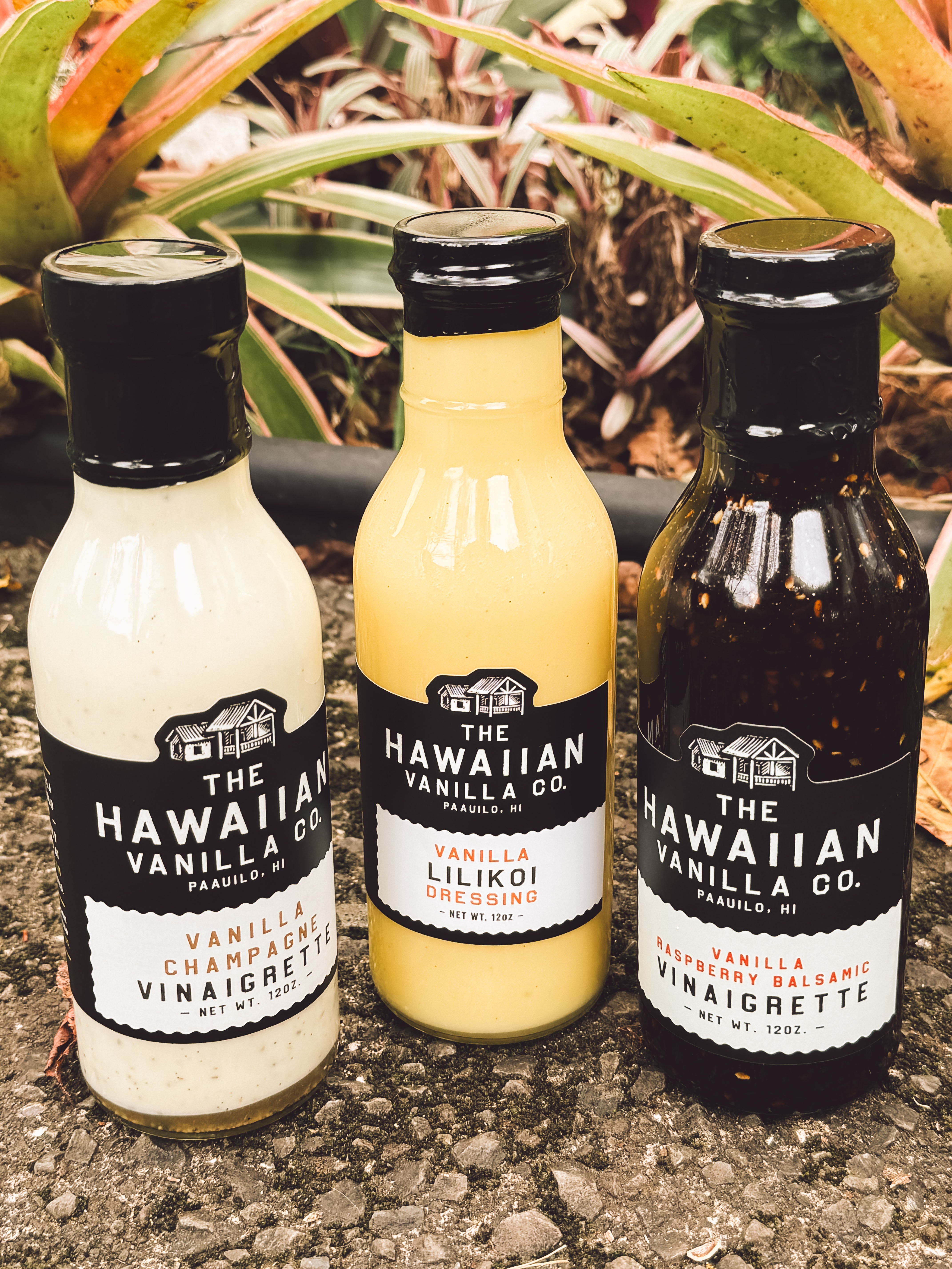 IMG_7078.jpg?v=1723064647